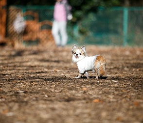 犬