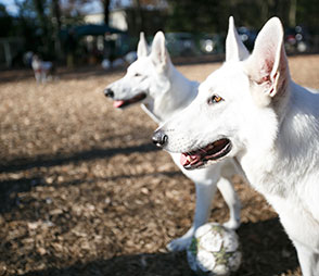 犬