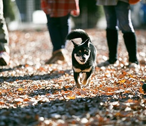 犬