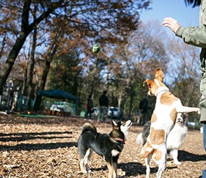 犬