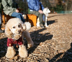 犬