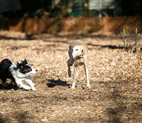 犬